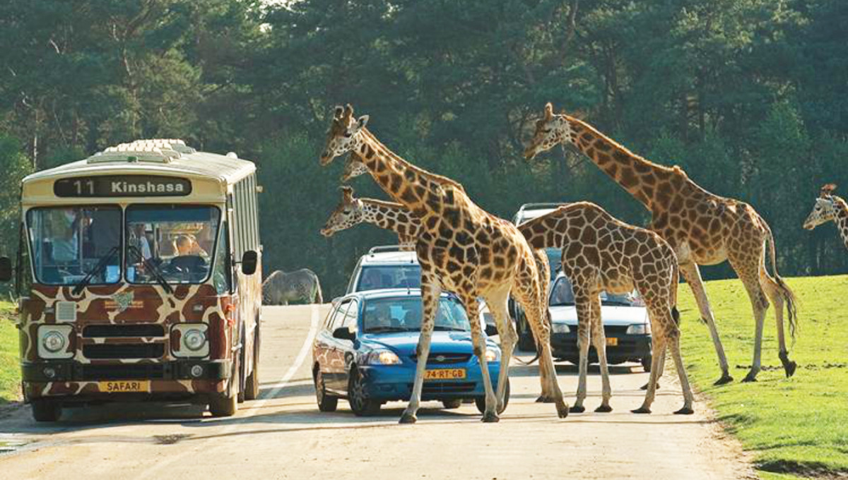 October 01 : Africa Safari Trip
